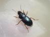 Harpalus rubripes